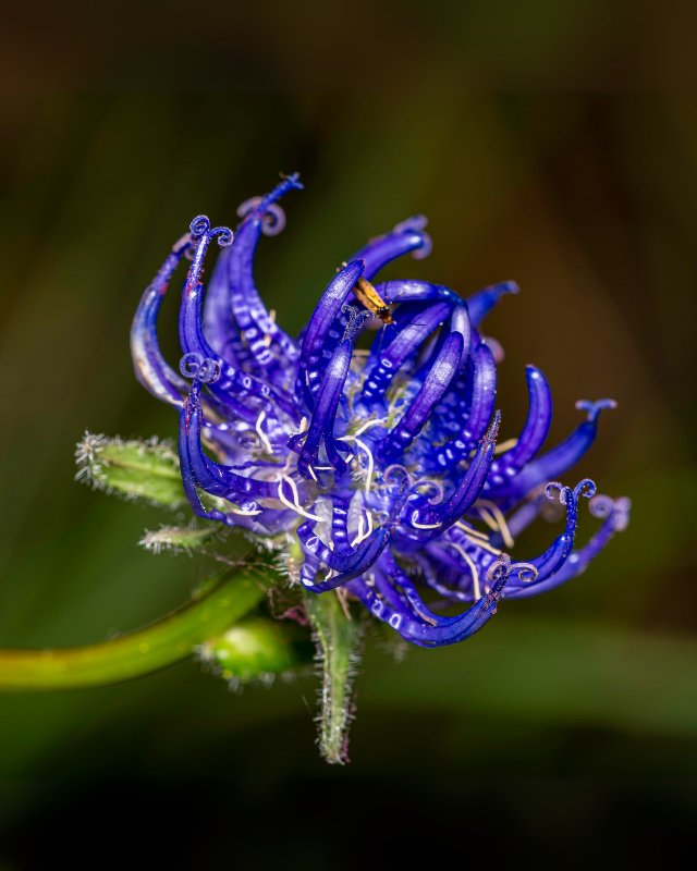 Harpagophytum